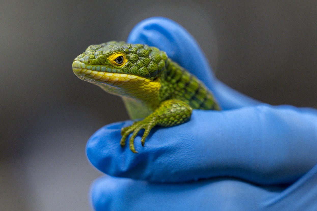 レコード LIZARD Sixty Lizards, Four Vipers, and a Crocodile | San Diego Zoo